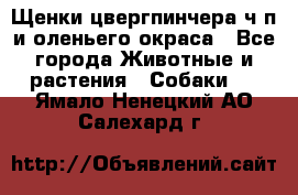 Щенки цвергпинчера ч/п и оленьего окраса - Все города Животные и растения » Собаки   . Ямало-Ненецкий АО,Салехард г.